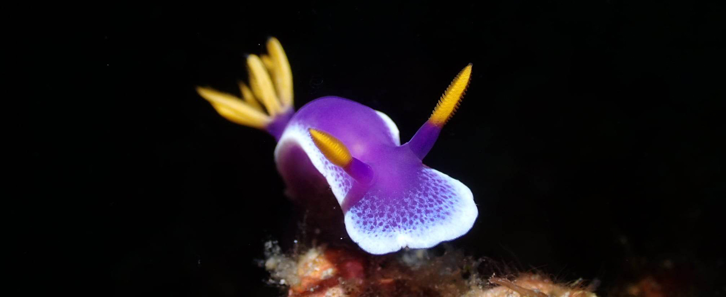 Ліхтар підводний ORCATORCH D710V MK2 з 2300 люменів, білий+UV+червоний світлодіодний, IP68 водонепроникний, 150м, для відеозйомки, дайвінгу, кемпінгу