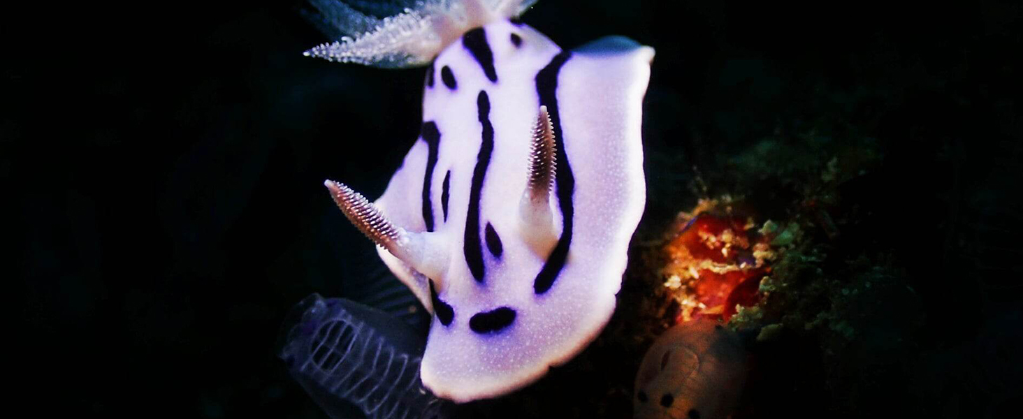 Ліхтар підводний ORCATORCH D710V MK2 з 2300 люменів, білий+UV+червоний світлодіодний, IP68 водонепроникний, 150м, для відеозйомки, дайвінгу, кемпінгу