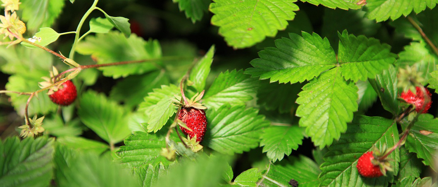 Дитячі кросівки RICOSTA Move Petrol Jeans 25 EU, дитяче взуття, ширина середня, RicostaTEX